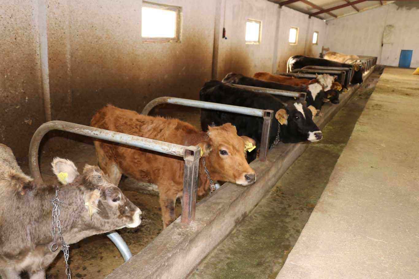 Çiftçilere hibe edilen hayvanlar hastalıklı çıktı Çiftçilere hibe edilen hayvanlar hastalıklı çıktı